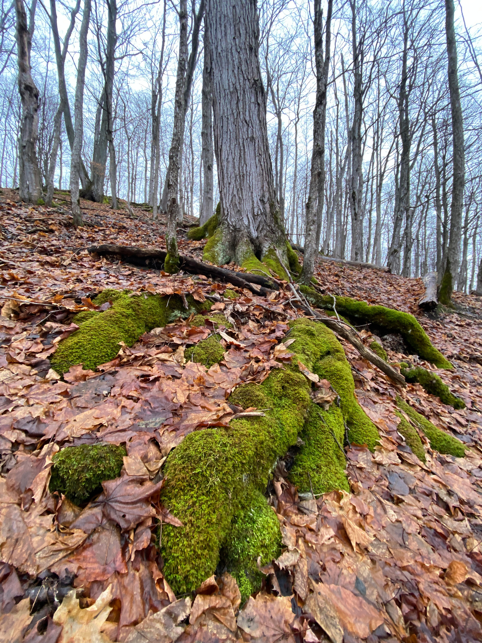 A low angle shot of moss covered tree roots surrounded by fallen leaves looking up at the forest.