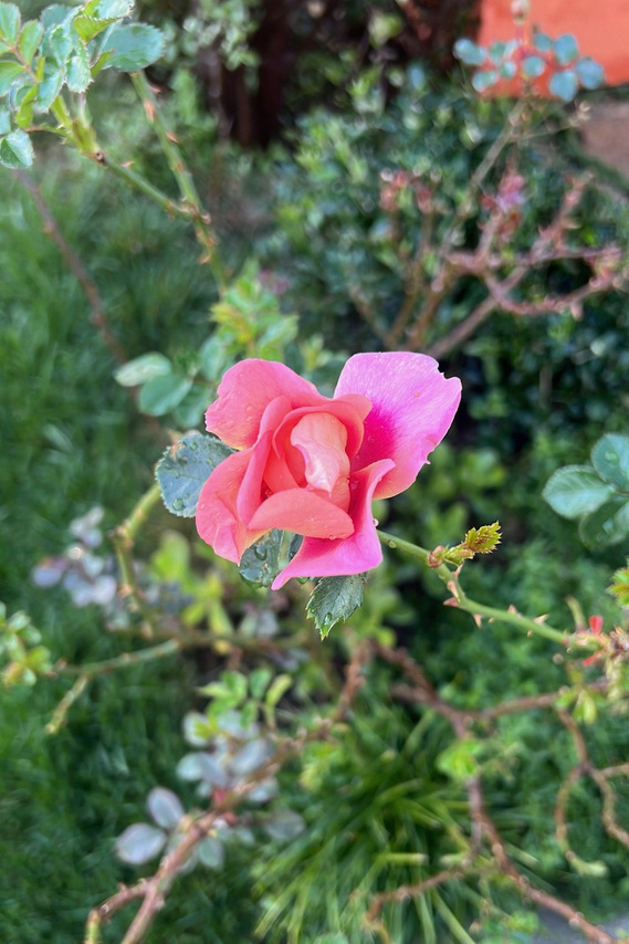 malibu garden, cottage garden, home and garden, home and garden magazine