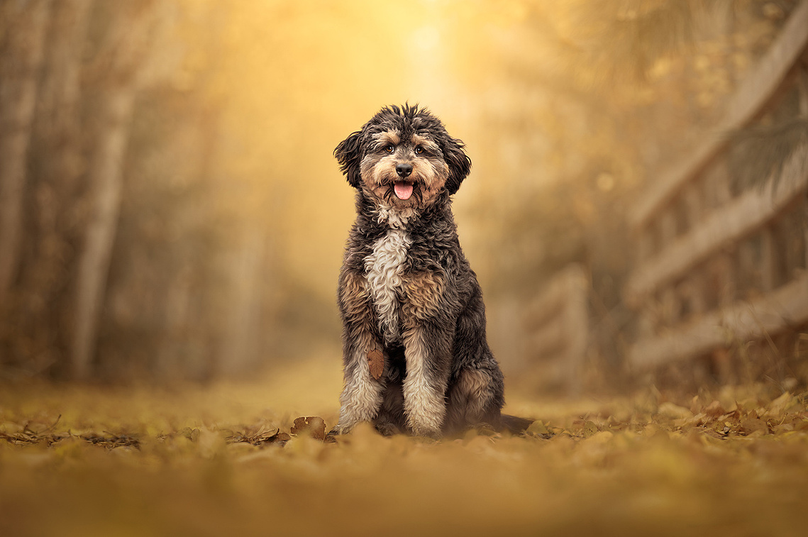 Doodle dog on path with fence in Fall setting with golden leaves