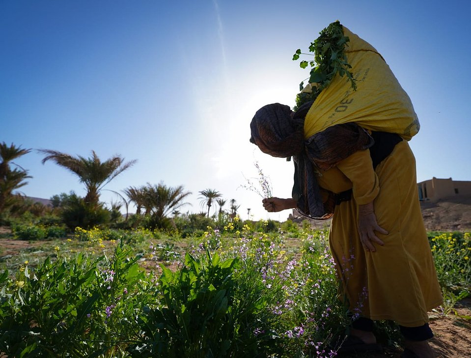 Découvrez le quotidien authentique d’une vieille femme marocaine travaillant dans les champs, symbole de force et de tradition. 