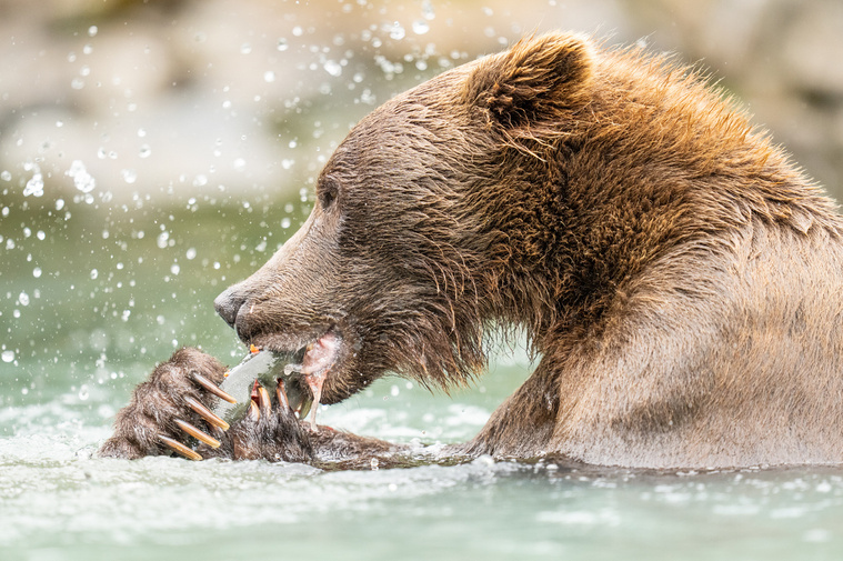 A coastal brown bear enjoys the salmon meal she just fished out of the water.