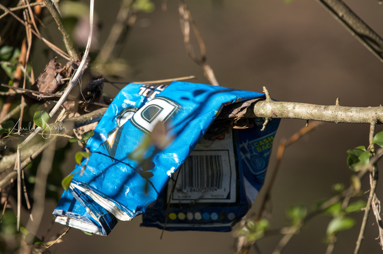 A littered Cool Ranch Doritos bag on a branch in the woods