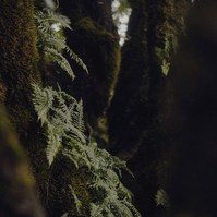 madeira ferns trees laurel forest photography
