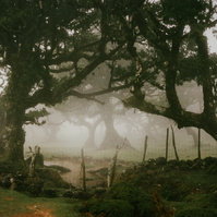 madeira ferns trees laurel forest photography 35mm mist fog