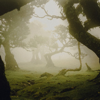 madeira ferns trees laurel forest photography mist analog 35mm
