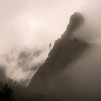 madeira ferns trees laurel forest photography 35mm mist fog mountain