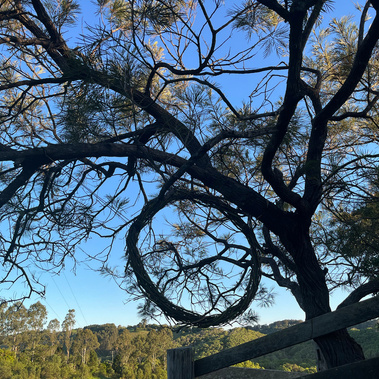 australian art, australian large scale art installation, Sunshine Coast sculpture, Sunshine Coast artist, Queensland artist, Queensland sculpture, art in nature, ephemeral art Sunshine Coast, portal art, nature art Queensland, 