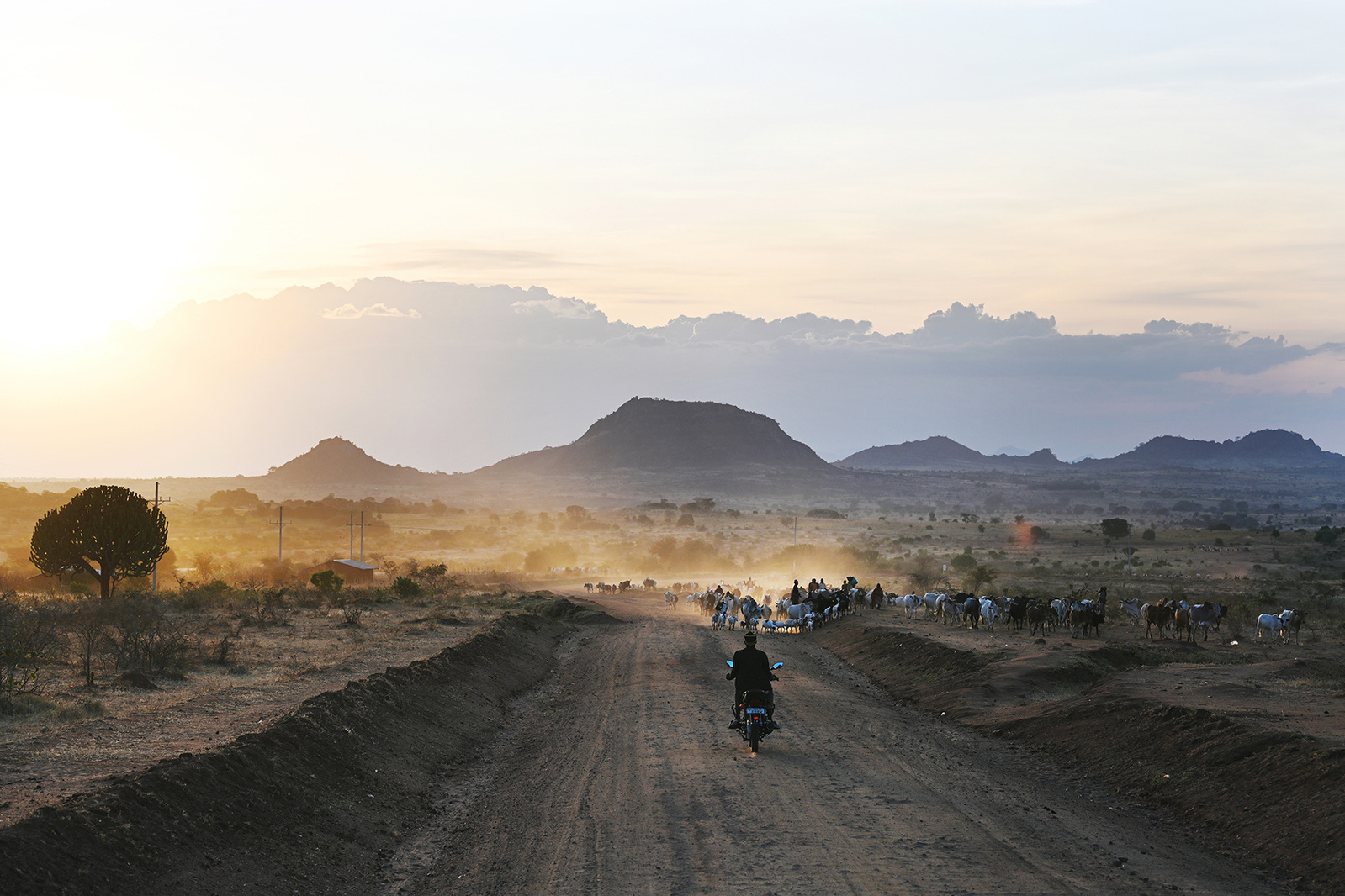 As the sunsets in Karamoja Uganda, a group of pastoralists walk with their cattle back to the kraal. 