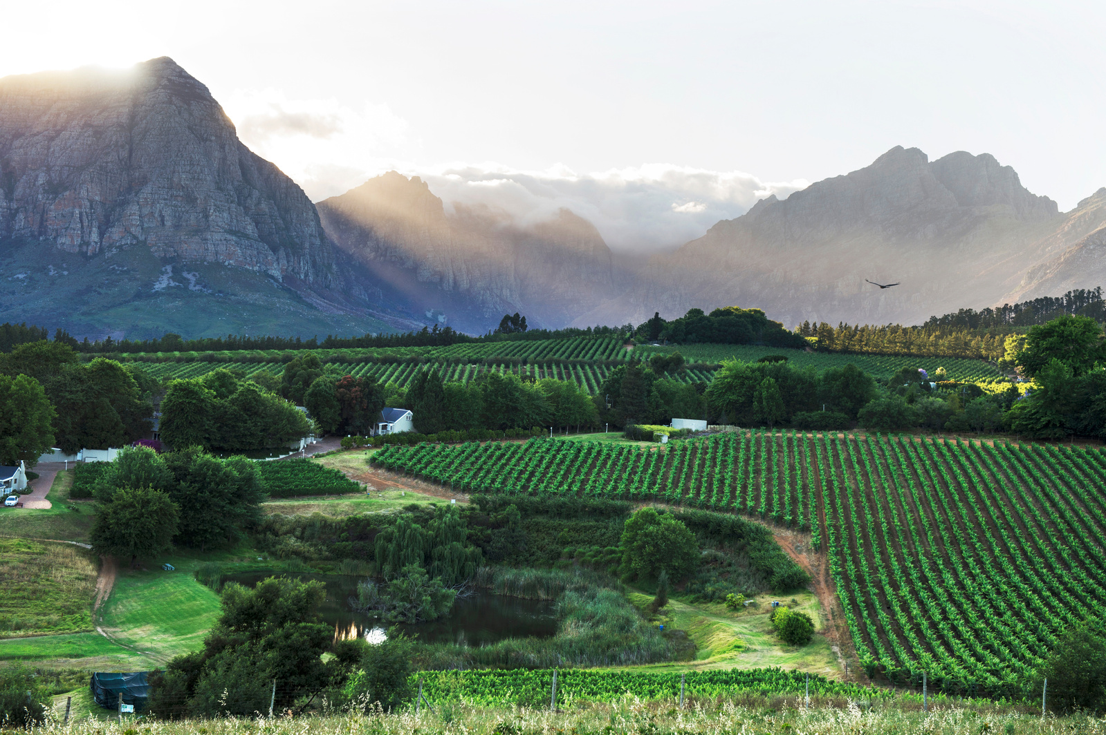 The sun rising over the mountains in Stellenbosch, a wine region in South Africa.