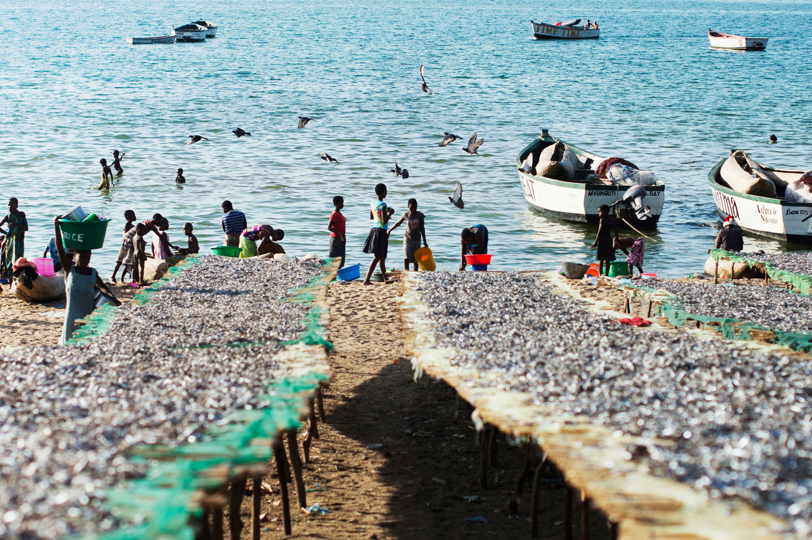 Kapenta drying on a sunny day on the beach of lake Malawi.