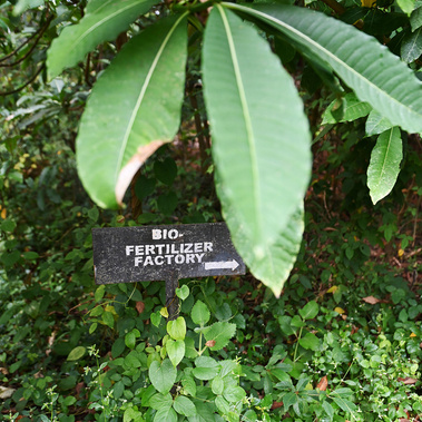 Natural fertilizer in the making at regenerative Agriculture at RUCID college in Uganda. 