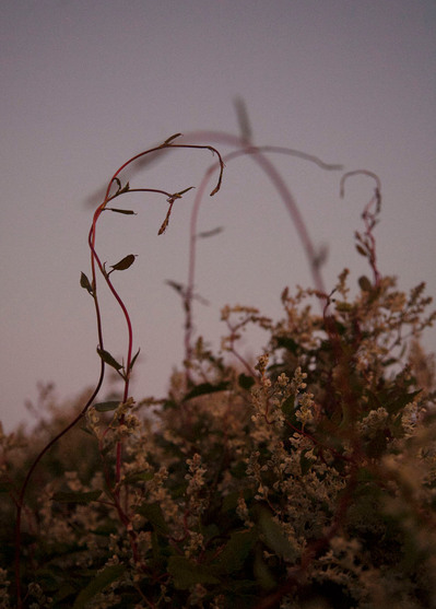 Images from my personal photography project A swim into the wild shot around Wales, UK.