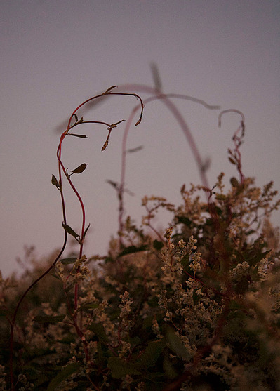 Images from my personal photography project A swim into the wild shot around Wales, UK.
