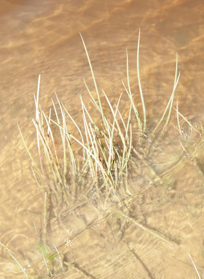 Images from my personal photography project A swim into the wild shot around Wales, UK.