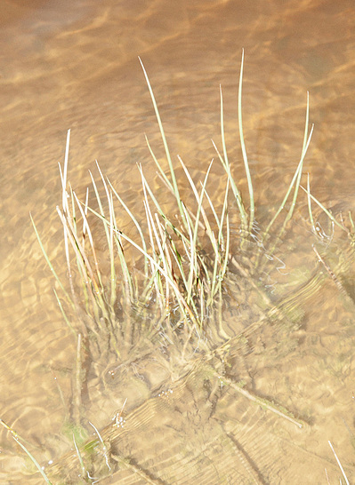 Images from my personal photography project A swim into the wild shot around Wales, UK.