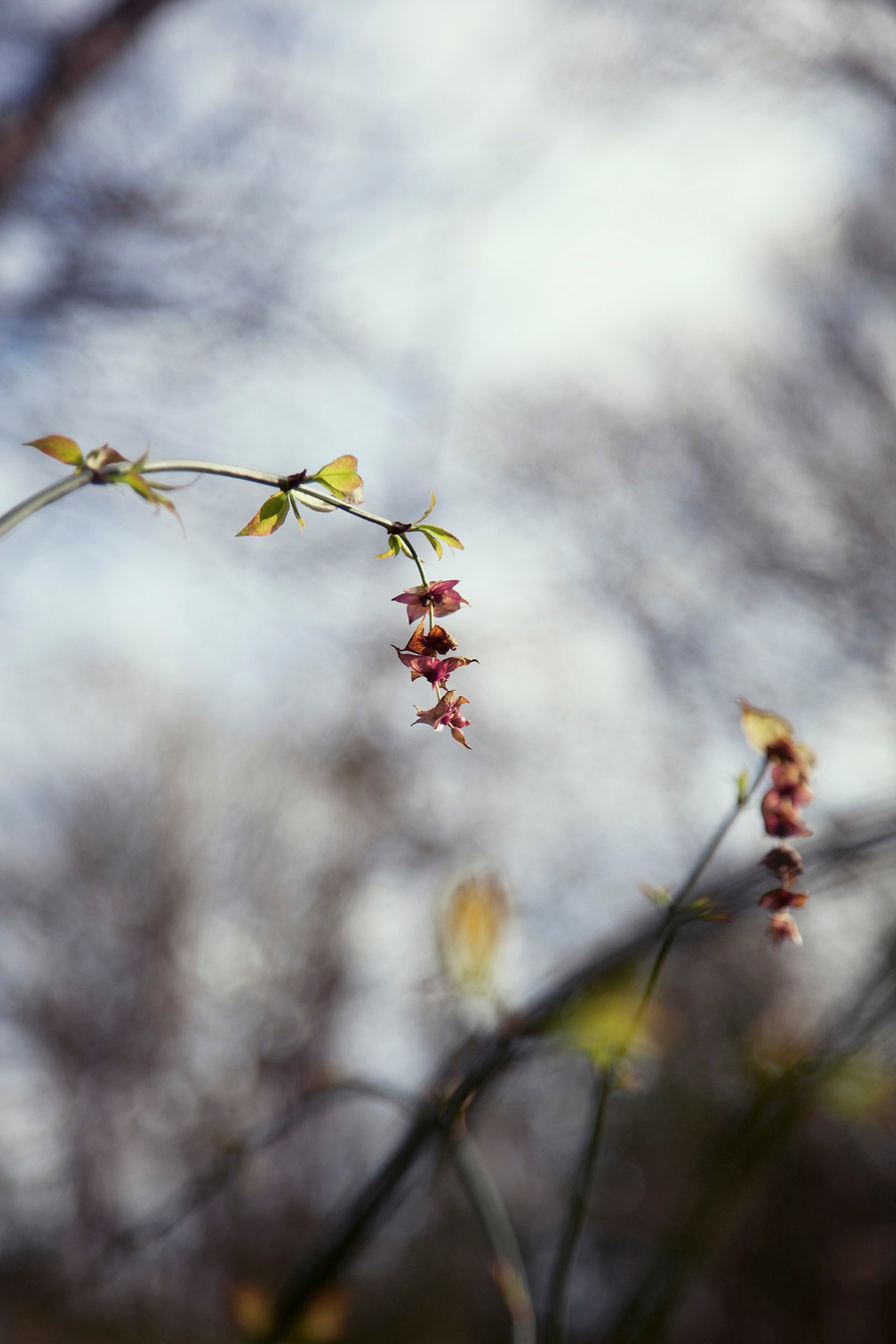 Images from my personal photography project The recreation of an unconscious reoccurrence which includes still life and environmental photography shot around Wales, UK.