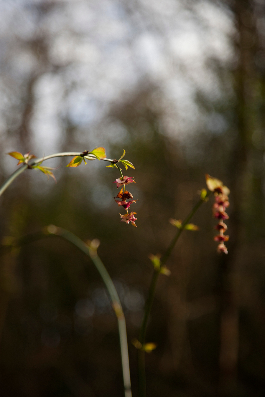 Images from my personal photography project The recreation of an unconscious reoccurrence which includes still life and environmental photography shot around Wales, UK.