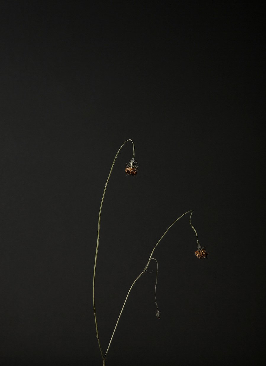 Images from my personal photography project The recreation of an unconscious reoccurrence which includes still life and environmental photography shot around Wales, UK.