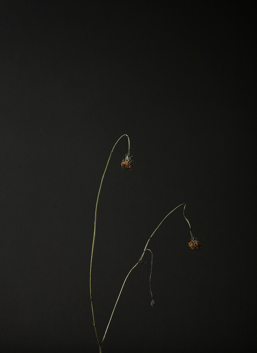 Images from my personal photography project The recreation of an unconscious reoccurrence which includes still life and environmental photography shot around Wales, UK.