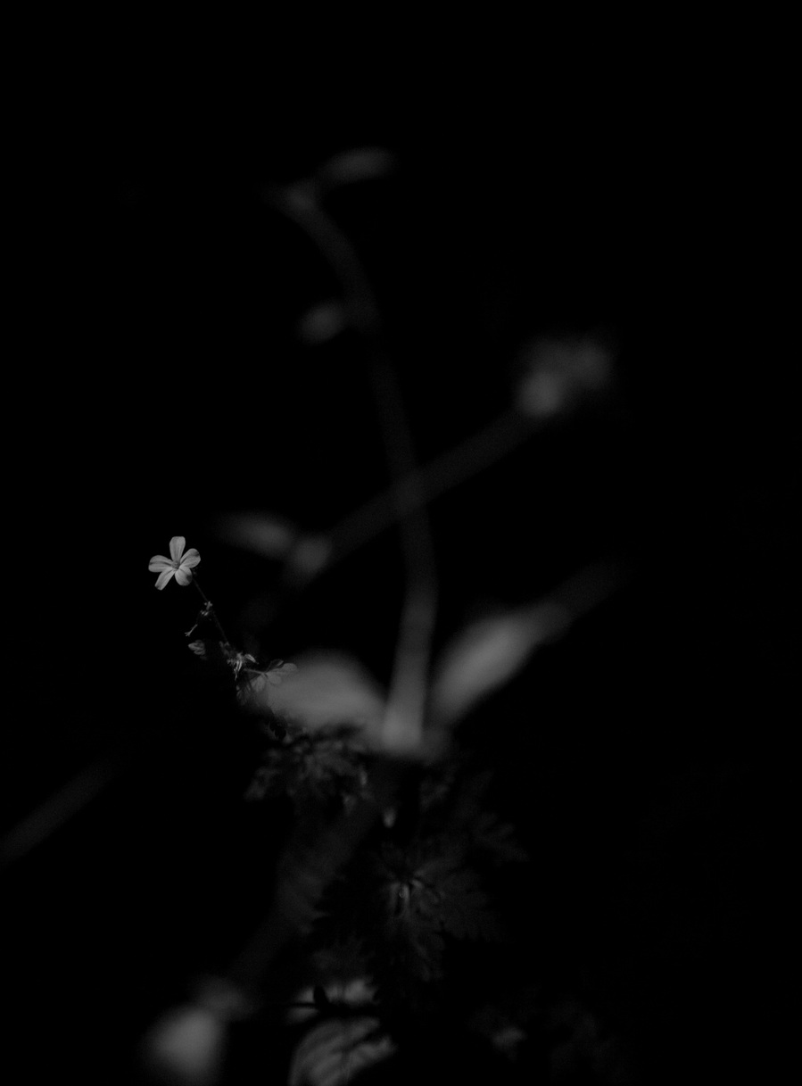 Images from my personal photography project The recreation of an unconscious reoccurrence which includes still life and environmental photography shot around Wales, UK.