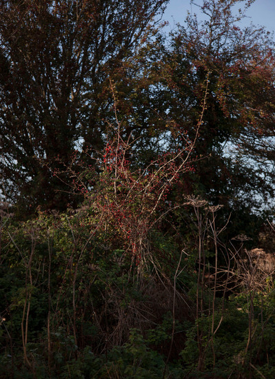 Images from a personal photography project by Mark Griffiths entitled An incremental demise shot around the U.K about the loss of green space.