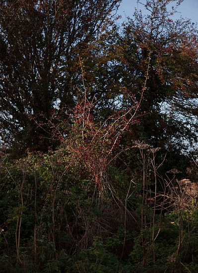 Images from a personal photography project by Mark Griffiths entitled An incremental demise shot around the U.K about the loss of green space.