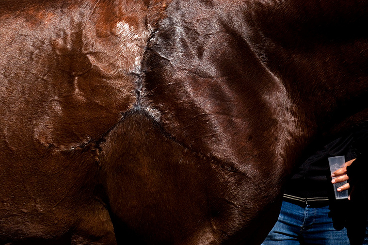 pectoral de un caballo con mano sugestiono un cubata  David Salcedo