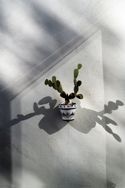 Cactus en macetero con luz especular de tres ventanas David Salcedo