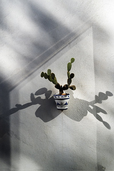 Cactus en macetero con luz especular de tres ventanas David Salcedo