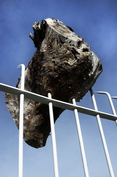 Tocón de árbol atrapado en verja con puntas  David Salcedo
