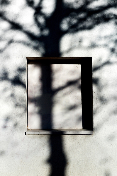 Árbol sin hojas cuya sombra se proyecta en una pared blanca con una ventana cerrada David  Salcedo