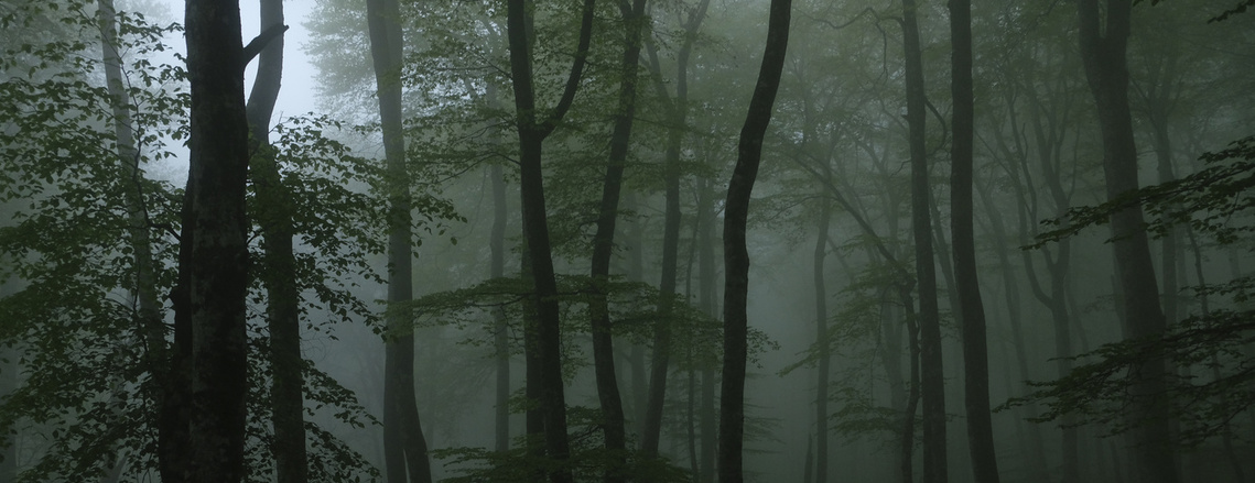 Maied urrutia Parra, euskadi, bosque , hayedo, forest