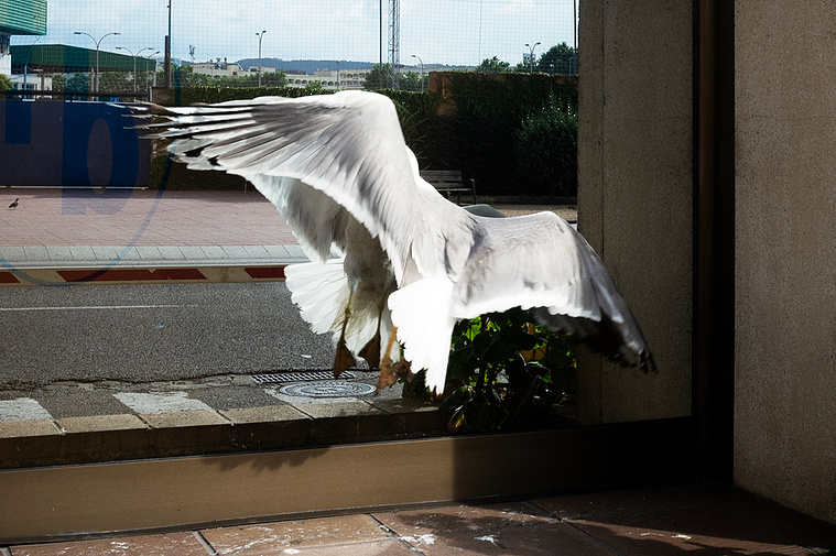 Gaviota chocándose en el reflejo de un cristal  David Salcedo