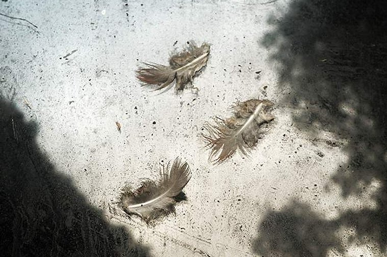 Plumas enganchadas en el cristal de una ventana  David Salcedo