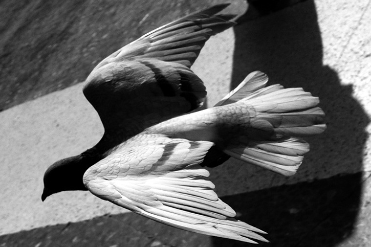Paloma volando arran de suelo  David Salcedo

