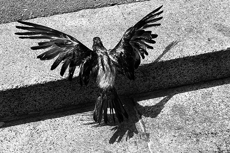 Paloma mojada intentando alzar el vuelo  David Salcedo