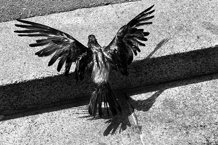 11, David Salcedo, fotografía, photographer, photography, fotógrafo, silencio, silence, 