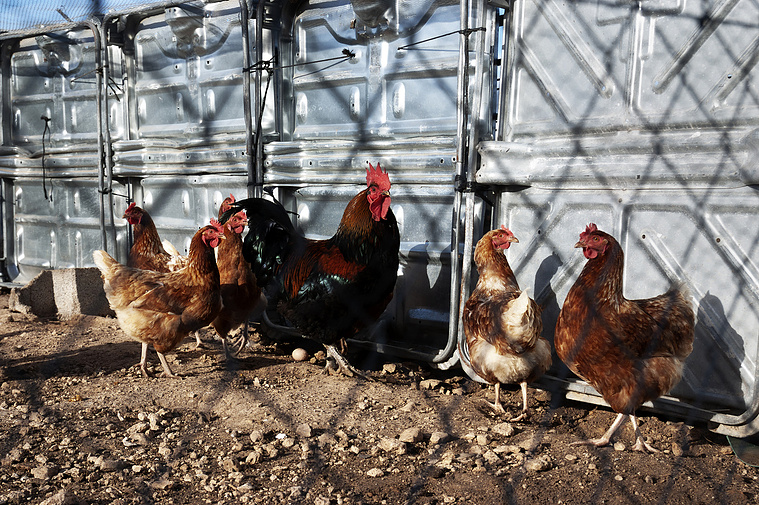 Gallinas en el corral del abuelo de Miguel  David Salcedo