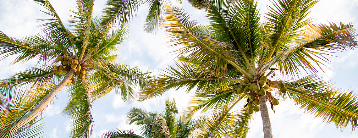 Palm Trees