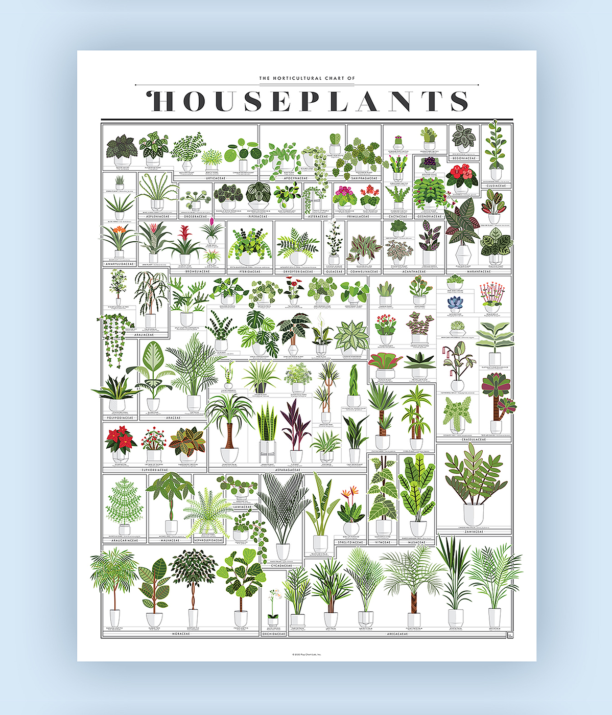 The Horticultural Chart of Houseplants infographic poster.