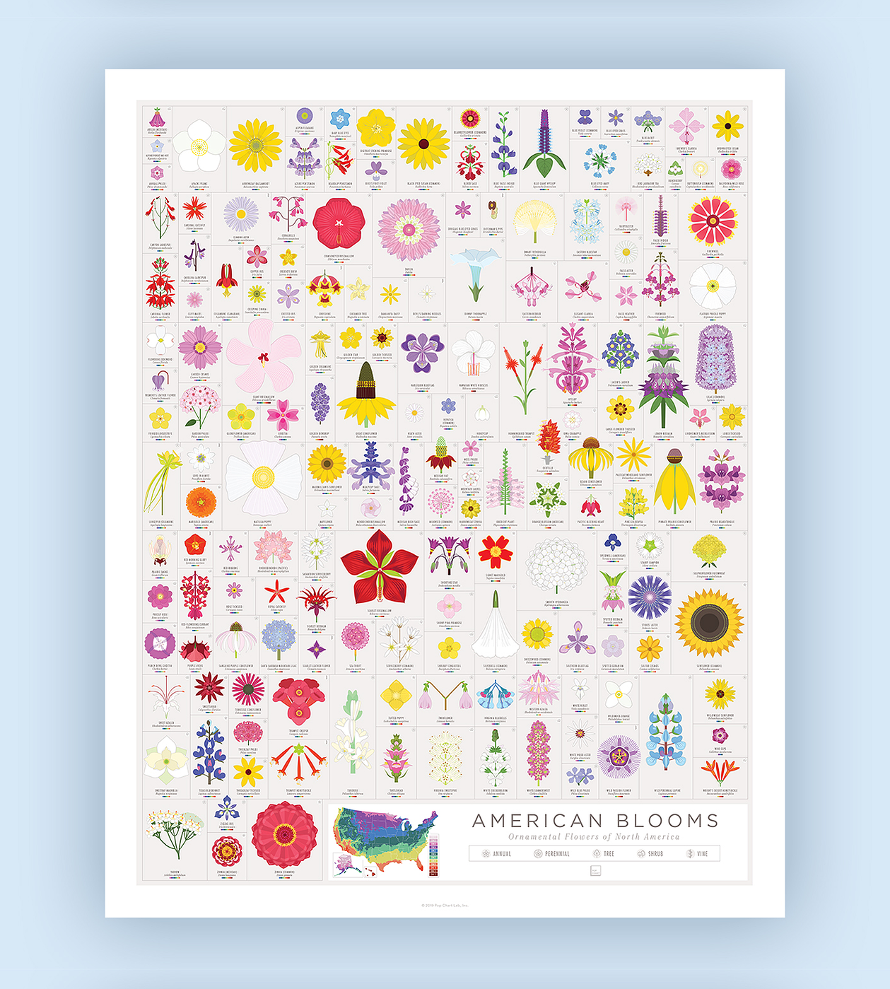 American Blooms: Ornamental Flowers of North America infographic poster.