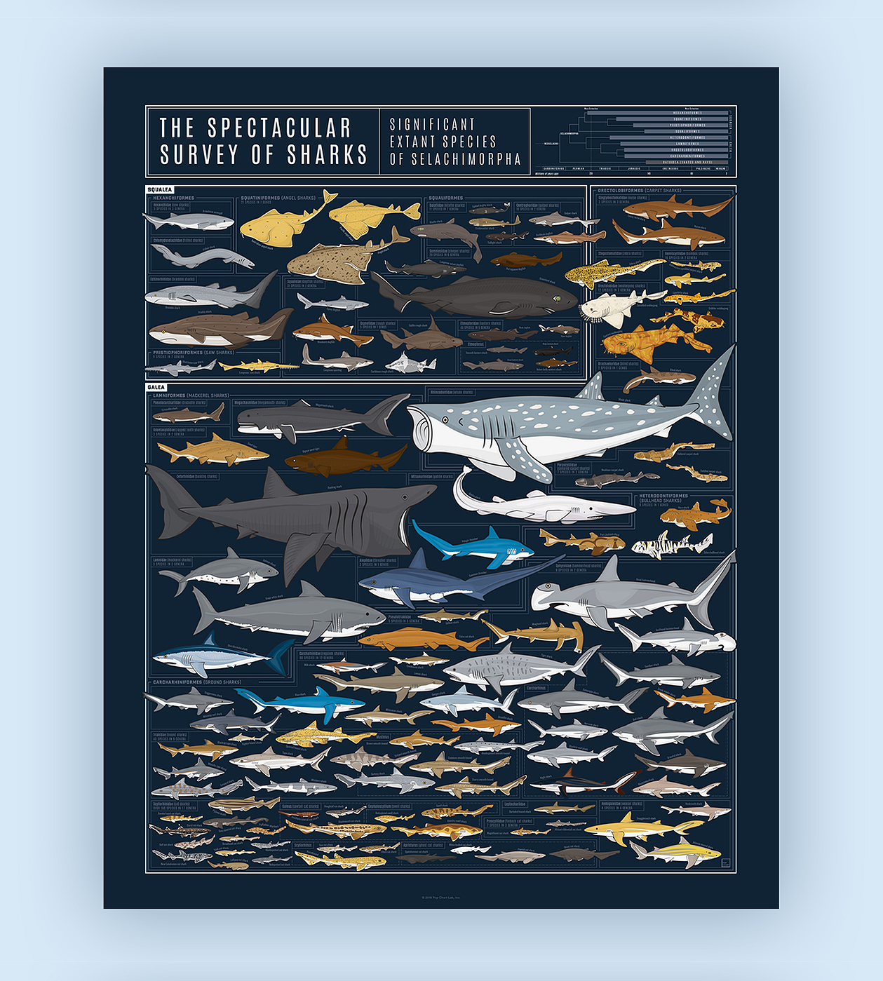 A Spectacular Survey of Sharks infographic poster.