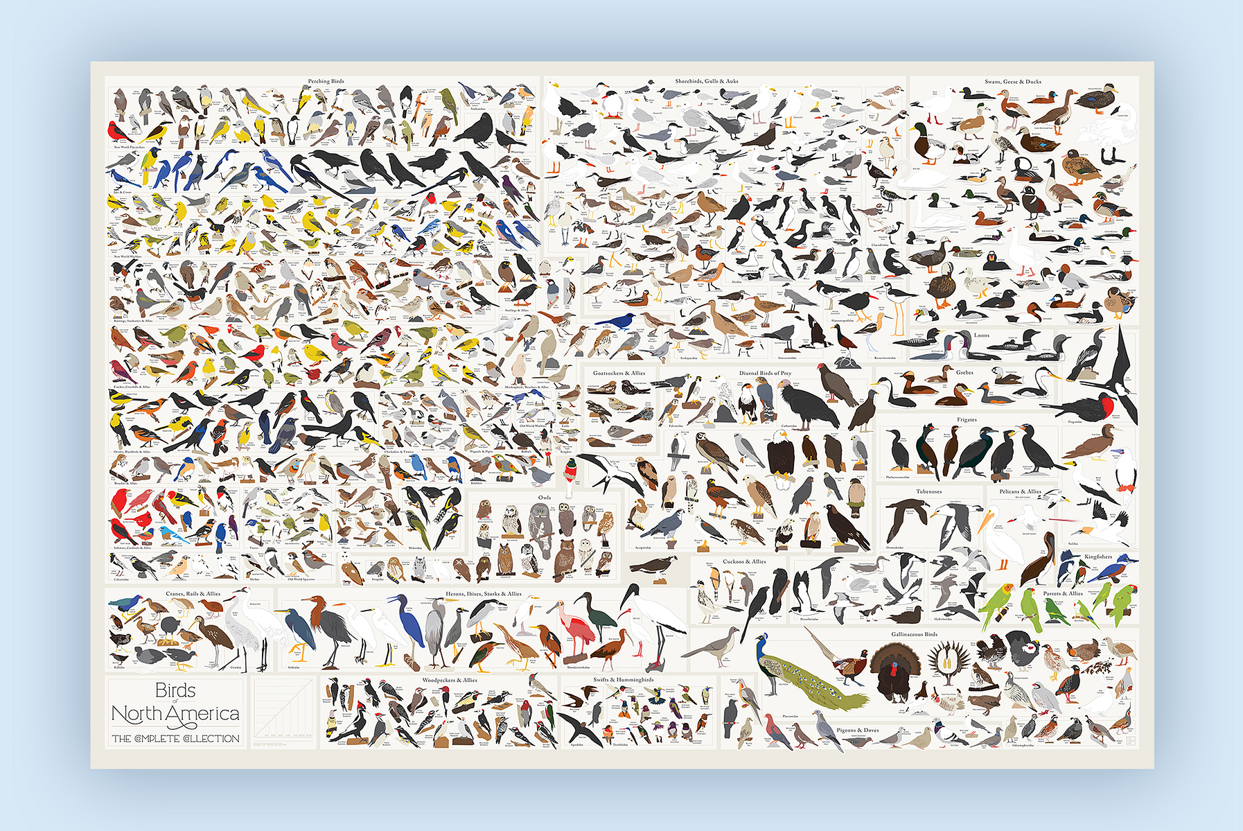 Birds of North America infographic poster.