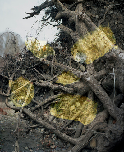 Jerky, 2015
Archival Pigment Print
22 x 16 inches
Chelsea Polk
scanner art