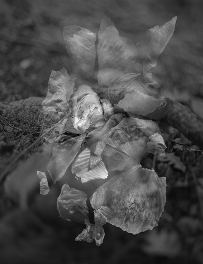 Garlic, 2015
Archival Pigment Print
28 x 22 inches