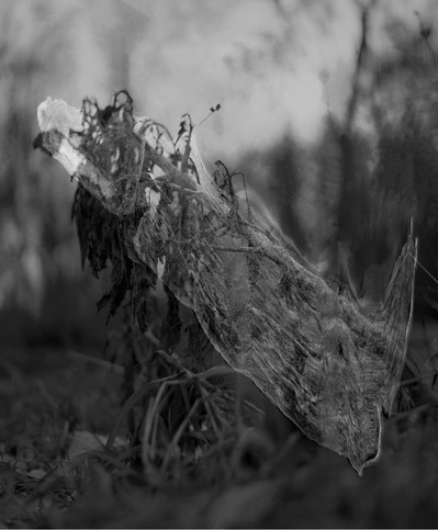 Mold, 2015
Archival Pigment Print
28 x 22 inches