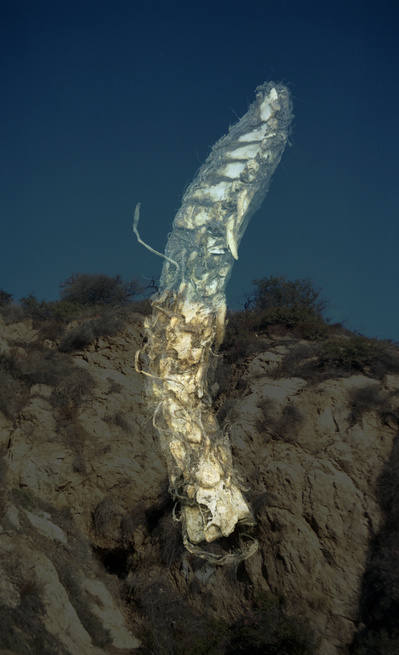 Bone, 2016
Archival Pigment Print
29 x 18 inches
