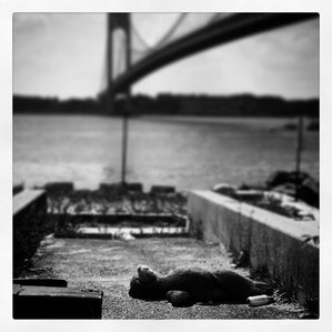 A dead waterlogged bear underneath the Verrazano Bridge in Bay Ridge Brooklyn