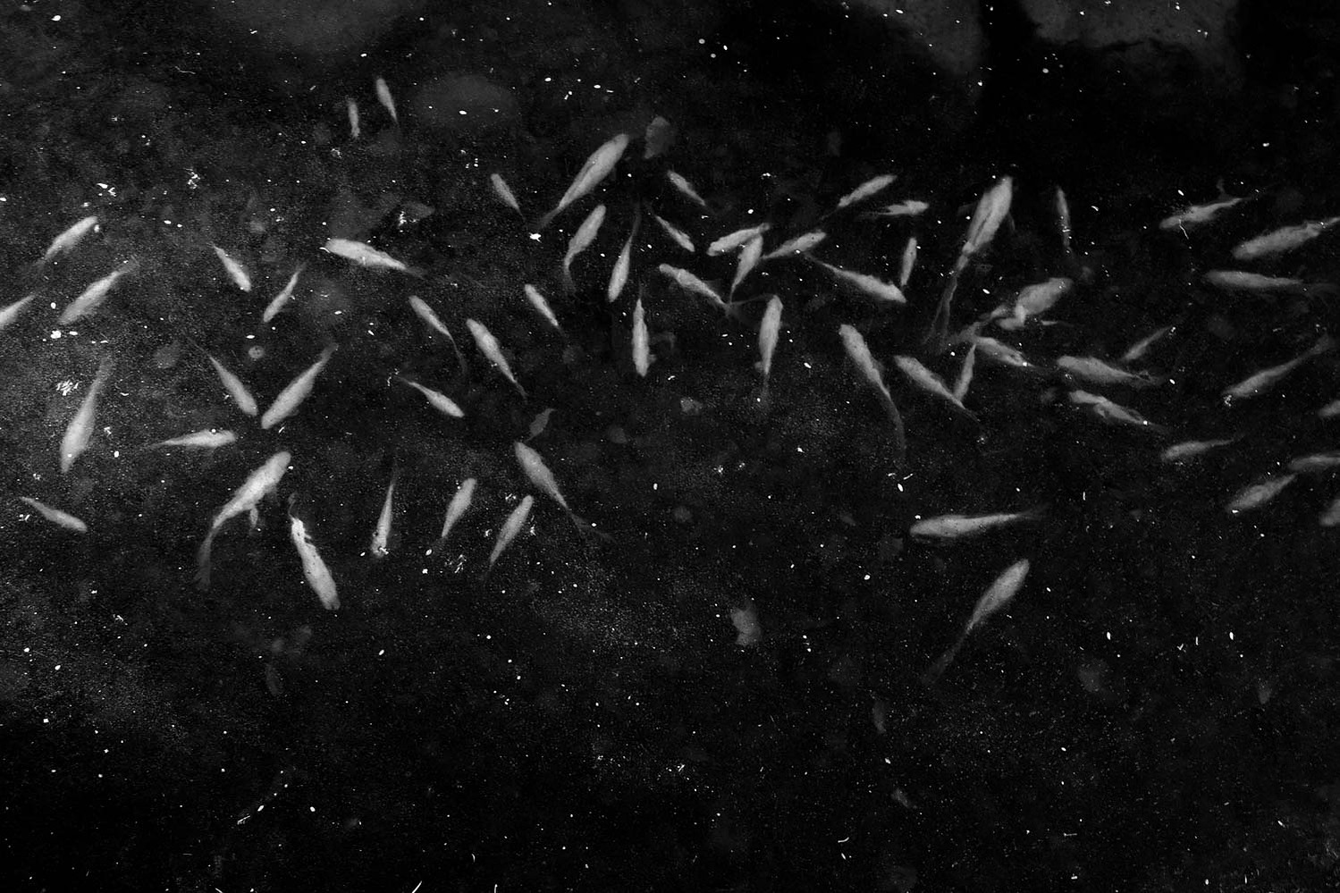 Fish swimming in outer space