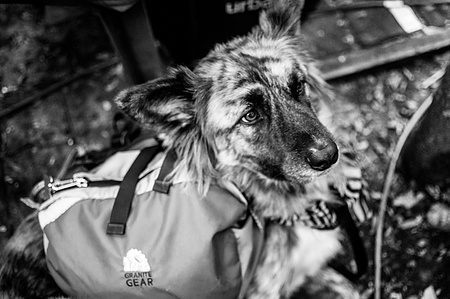 A comfort animal, a dog, at occupy wall street. Zuccotti Park